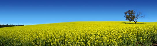 Canola panoramisch stockbild Canola panoramisch stockbild