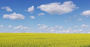 Canola planterar blomning i North Dakota royaltyfria bilder Canola planterar blomning i North Dakota royaltyfria bilder