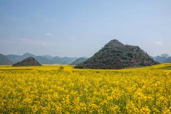 Canolabloem van Yunnanluoping op een klein flard van bloemen Bazi royalty-vrije stock afbeeldingen Canolabloem van Yunnanluoping op een klein flard van bloemen Bazi royalty-vrije stock afbeeldingen