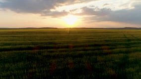 cantidad aérea del abejón 4k Mosca sobre campo de trigo en la puesta del sol Tiro del carro metrajes cantidad aérea del abejón 4k Mosca sobre campo de trigo en la puesta del sol Tiro del carro metrajes