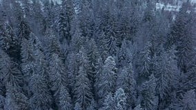 Cantidad aérea del bosque del árbol de abeto del invierno en las montañas Vista desde arriba de los árboles de pino cubiertos con almacen de metraje de vídeo Cantidad aérea del bosque del árbol de abeto del invierno en las montañas Vista desde arriba de los árboles de pino cubiertos con almacen de metraje de vídeo