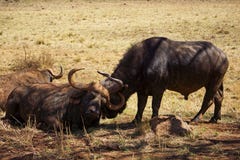 Cape Buffalo resting and grooming