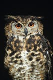 Cape Eagle-owl Stock Image