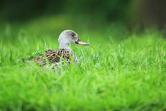 Cape Teal Stock Images