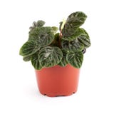 Caperata Peperomia houseplant στοκ φωτογραφία με δικαίωμα ελεύθερης χρήσης Caperata Peperomia houseplant στοκ φωτογραφία με δικαίωμα ελεύθερης χρήσης