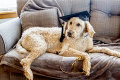 Cappuccio d'uso di graduazione del barboncino con il diploma su uno strato grigio immagini stock libere da diritti Cappuccio d'uso di graduazione del barboncino con il diploma su uno strato grigio immagini stock libere da diritti