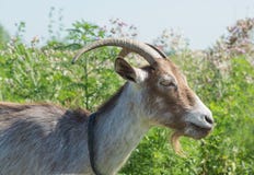 Capra di marrone scuro sul prato di estate Fotografie Stock Libere da Diritti Capra di marrone scuro sul prato di estate Fotografie Stock Libere da Diritti