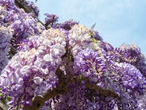 Capri, Italy Flores violetas de florescência bonitas da glicínia imagens de stock Capri, Italy Flores violetas de florescência bonitas da glicínia imagens de stock
