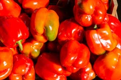 Capsicum or vegetable peppers. Pepper background.