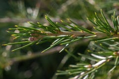 Capture détaillée des brindilles d'un cèdre du libani de Cedrus d'arbre de Liban, stenocoma de sous-espèce, dans un jardin image libre de droits Capture détaillée des brindilles d'un cèdre du libani de Cedrus d'arbre de Liban, stenocoma de sous-espèce, dans un jardin image libre de droits