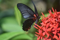 Capture fantastique d'un papillon de machaon d'écarlate sur des fleurs Photo stock Capture fantastique d'un papillon de machaon d'écarlate sur des fleurs Photo stock