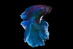Capture the moving moment of purple and cerulean siamese. Stock Images Capture the moving moment of purple and cerulean siamese. Stock Images