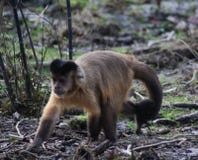 Capuchin adornado foto de stock Capuchin adornado foto de stock