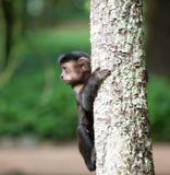 Capucin tufté dans un arbre photo stock Capucin tufté dans un arbre photo stock