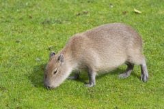capybara capybara