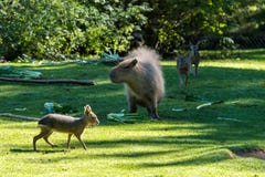 Capybara Hydrochoerushydrochaeris som betar på nytt grönt gräs arkivbild Capybara Hydrochoerushydrochaeris som betar på nytt grönt gräs arkivbild