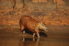 Capybara que anda em um córrego pequeno na selva de peru, foto tomada durante uma excursão do turista foto de stock Capybara que anda em um córrego pequeno na selva de peru, foto tomada durante uma excursão do turista foto de stock