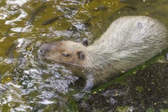 Capybaras στη λίμνη στοκ εικόνα Capybaras στη λίμνη στοκ εικόνα