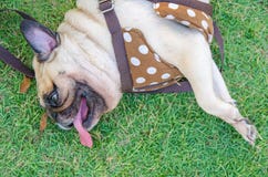 Cara del primer de la siesta de mentira del barro amasado del perro el dormir en hierba en el parque y el roncar ruidosamente del foto de archivo Cara del primer de la siesta de mentira del barro amasado del perro el dormir en hierba en el parque y el roncar ruidosamente del foto de archivo