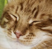 A cara do vermelho branco descascou o gato com olhos entreabertos imagens de stock A cara do vermelho branco descascou o gato com olhos entreabertos imagens de stock