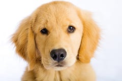 Cara linda del perrito imagenes de archivo Cara linda del perrito imagenes de archivo