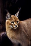 Caracal Stock Image Caracal Stock Image