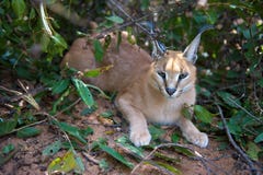 Caracal resting royalty free stock photo Caracal resting royalty free stock photo