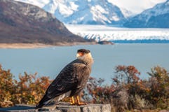 Caracara ptasi pozować przed Perito Moreno lodowem, Argentin Zdjęcia Royalty Free Caracara ptasi pozować przed Perito Moreno lodowem, Argentin Zdjęcia Royalty Free