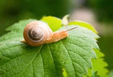 Caracol Caracol