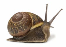 Caracol de jardín Caracol de jardín