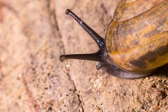 Caracol macro que desliza na textura de pedra molhada imagem de stock Caracol macro que desliza na textura de pedra molhada imagem de stock