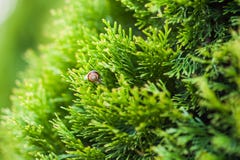 Caracol pequeno que rasteja na folha verde com gotas da ?gua em um dia ensolarado imagem de stock Caracol pequeno que rasteja na folha verde com gotas da ?gua em um dia ensolarado imagem de stock