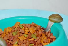 Caracol que alimenta la comida para gatos inmediata en cuenco plástico el noche imagenes de archivo Caracol que alimenta la comida para gatos inmediata en cuenco plástico el noche imagenes de archivo