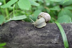 Caracol que rasteja em uma árvore Foto de Stock Royalty Free Caracol que rasteja em uma árvore Foto de Stock Royalty Free
