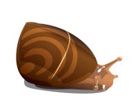 Caracol y muestras de ondas de la distribución de señal en su cáscara Fotografía de archivo Caracol y muestras de ondas de la distribución de señal en su cáscara Fotografía de archivo
