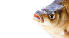 Carassiusfiskhuvudet, våg flår taexturefotoet Fjällig modell för makrosiktsCrucian karp Selektiv fokus, grunt djup royaltyfri foto Carassiusfiskhuvudet, våg flår taexturefotoet Fjällig modell för makrosiktsCrucian karp Selektiv fokus, grunt djup royaltyfri foto