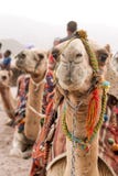 Caravan of camels sitting on the sand royalty free stock image Caravan of camels sitting on the sand royalty free stock image