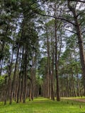 Caraïbische Pijnboom op Tonson-het Fokkengebied, Chiang Mai stock fotografie Caraïbische Pijnboom op Tonson-het Fokkengebied, Chiang Mai stock fotografie