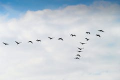 Carbo Phalacrocorax κορμοράνων πέταγμα σκιαγραφιών ομάδας υψηλό επάνω σε έναν σχηματισμό Β ενάντια στο νεφελώδη ουρανό Έννοια μετ Στοκ Φωτογραφίες Carbo Phalacrocorax κορμοράνων πέταγμα σκιαγραφιών ομάδας υψηλό επάνω σε έναν σχηματισμό Β ενάντια στο νεφελώδη ουρανό Έννοια μετ Στοκ Φωτογραφίες