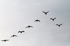 Carbo Phalacrocorax κορμοράνων πέταγμα σκιαγραφιών ομάδας υψηλό επάνω σε έναν σχηματισμό Β ενάντια στο νεφελώδη ουρανό Έννοια μετ Στοκ φωτογραφίες με δικαίωμα ελεύθερης χρήσης Carbo Phalacrocorax κορμοράνων πέταγμα σκιαγραφιών ομάδας υψηλό επάνω σε έναν σχηματισμό Β ενάντια στο νεφελώδη ουρανό Έννοια μετ Στοκ φωτογραφίες με δικαίωμα ελεύθερης χρήσης