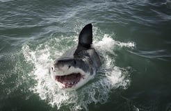 Carcharias Carcharodon des Weißen Hais, der auf Ozeanoberfläche durchbricht stockfotos Carcharias Carcharodon des Weißen Hais, der auf Ozeanoberfläche durchbricht stockfotos