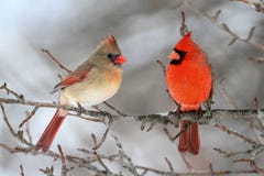 Cardeais na neve fotografia de stock royalty free Cardeais na neve fotografia de stock royalty free