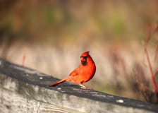 Cardinal Bird Stock Photo