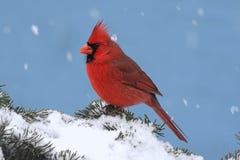 Cardinal In A Snow Storm Royalty Free Stock Images Cardinal In A Snow Storm Royalty Free Stock Images
