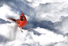 Cardinal In The Snow Stock Photos Cardinal In The Snow Stock Photos