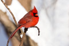 Cardinal Rests In Snow Covered Forest Stock Photography Cardinal Rests In Snow Covered Forest Stock Photography