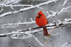 Cardinal Snow 4. Male Northern Cardinal on branch in snow Cardinal Snow 4. Male Northern Cardinal on branch in snow
