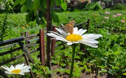 Cardui della vanessa della farfalla sulla camomilla in giardino fotografie stock Cardui della vanessa della farfalla sulla camomilla in giardino fotografie stock