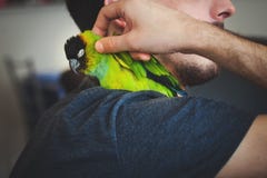 Caresse de jeune homme son perroquet d'animal familier sur l'épaule photographie stock Caresse de jeune homme son perroquet d'animal familier sur l'épaule photographie stock