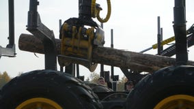 Carga pesada do equipamento com logs do corte da tosquiadeira Grande carregador e operações do log na jarda do log em um log das filme Carga pesada do equipamento com logs do corte da tosquiadeira Grande carregador e operações do log na jarda do log em um log das filme